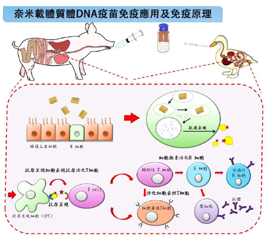 【案例分享】豬冠狀病毒新世代疫苗之開發-2